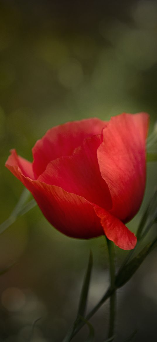 poppy, flower, petals, plant, red, macro