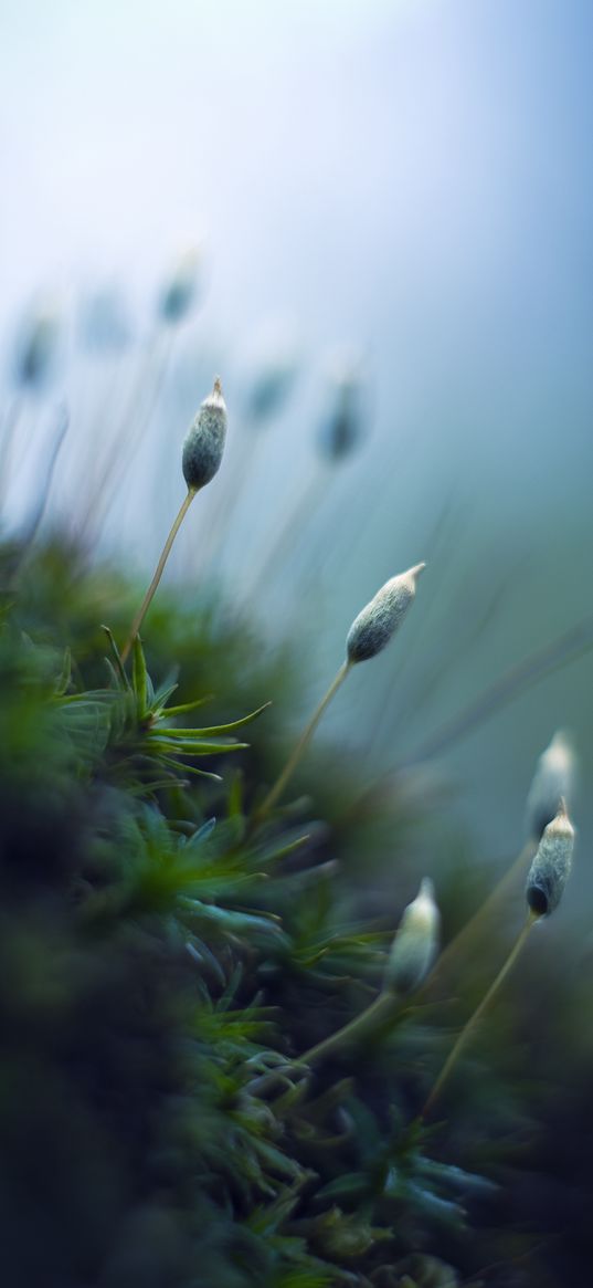 sprouts, plants, stems, macro