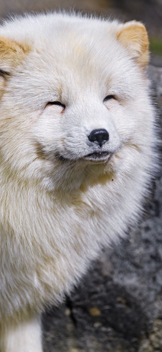 arctic fox, animal, cute, furry