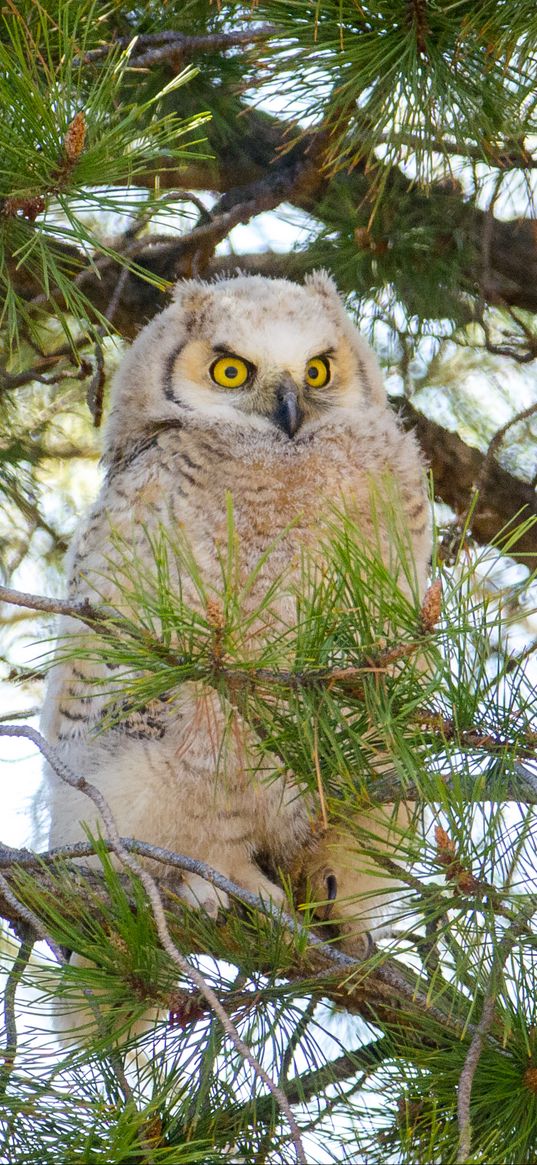 owl, bird, watching, branches, fluffy