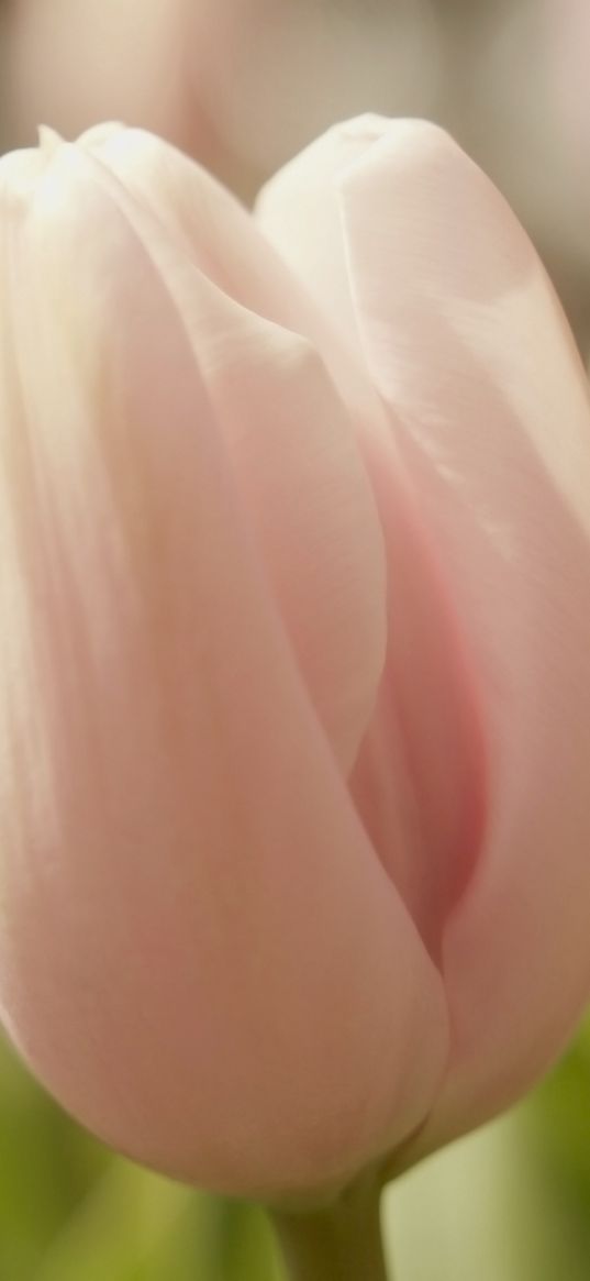 tulips, flowers, spring, soft, close-up