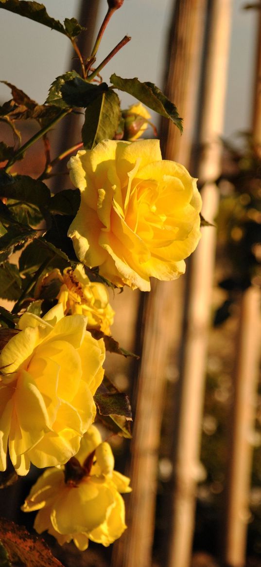 roses, flowers, fences, glare, summer