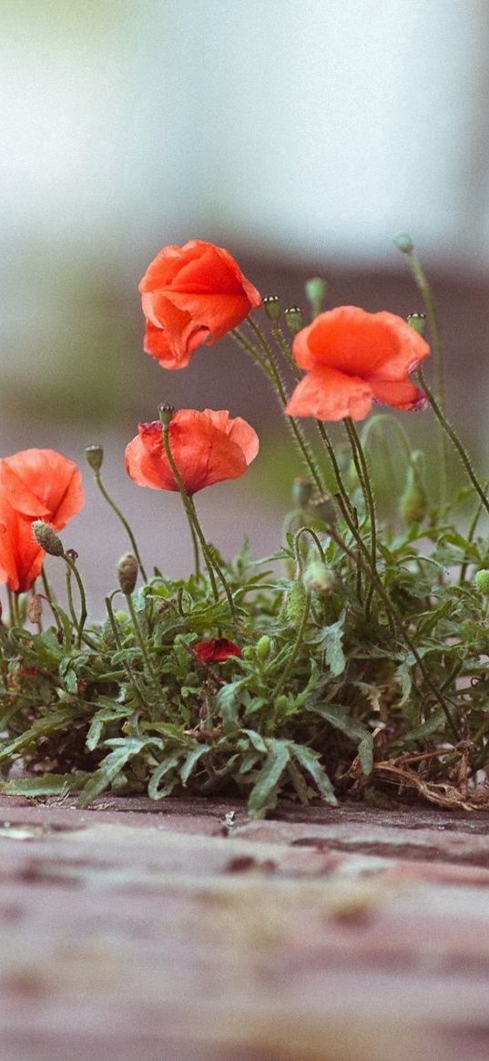 poppies, flowers, street, brick, green