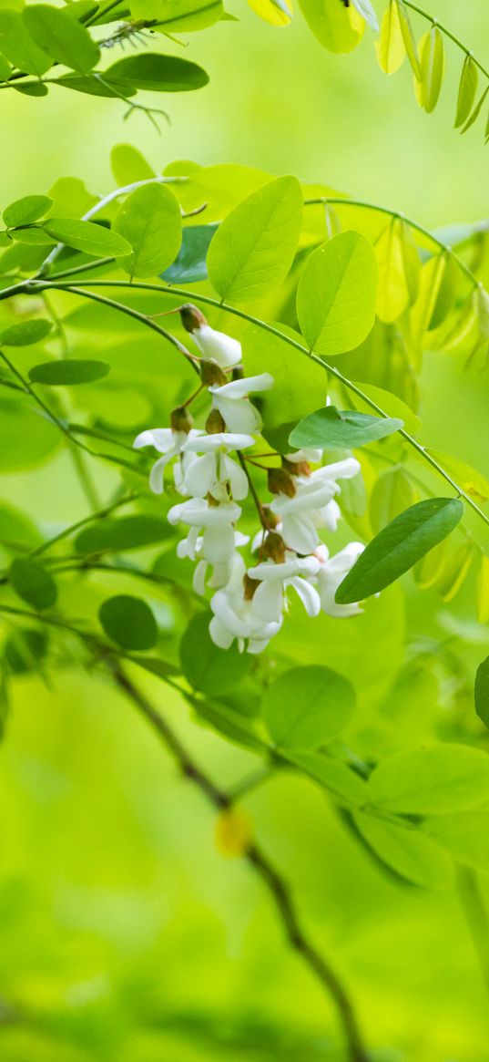 acacia, flowers, leaves, branch, macro, green