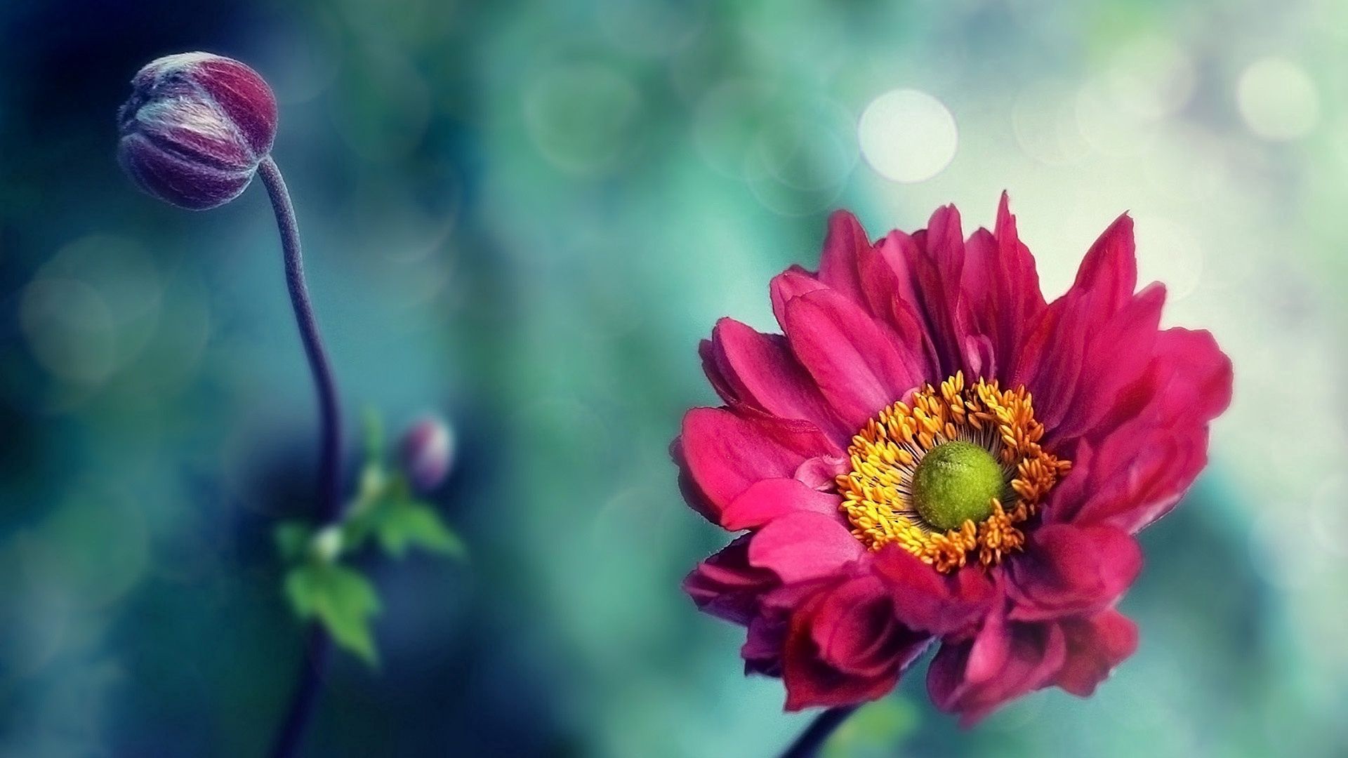 flower, leaves, bud, blurring