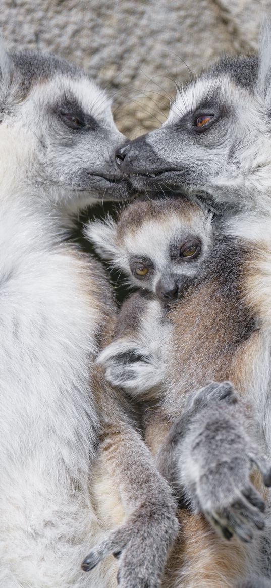 lemurs, animals, family, love