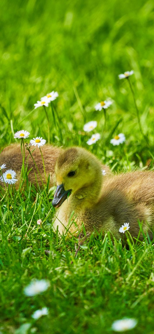 ducklings, grass, flowers, greenery