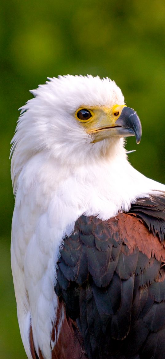 eagle, bird, sight, wildlife