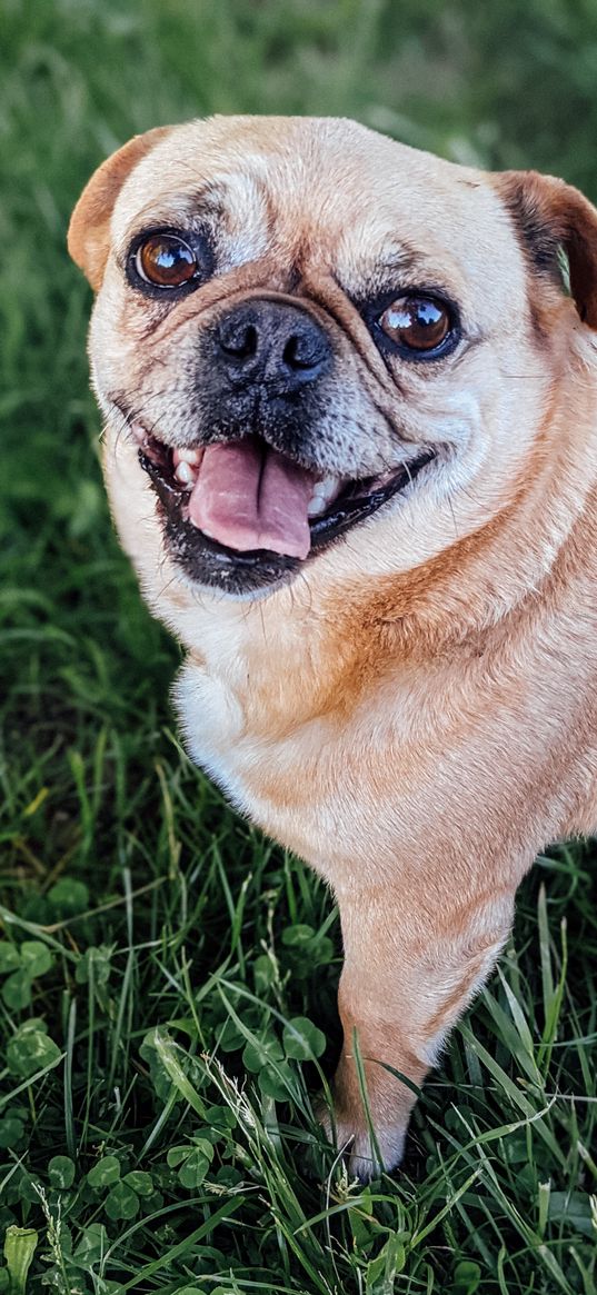 pug, dog, glance, protruding tongue