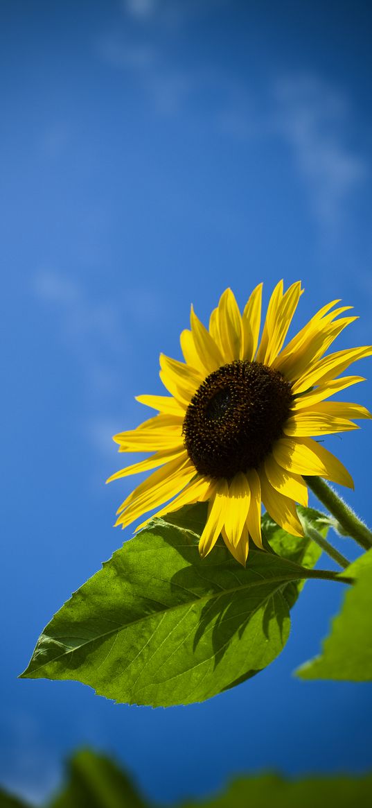 sunflower, flower, leaves, sky