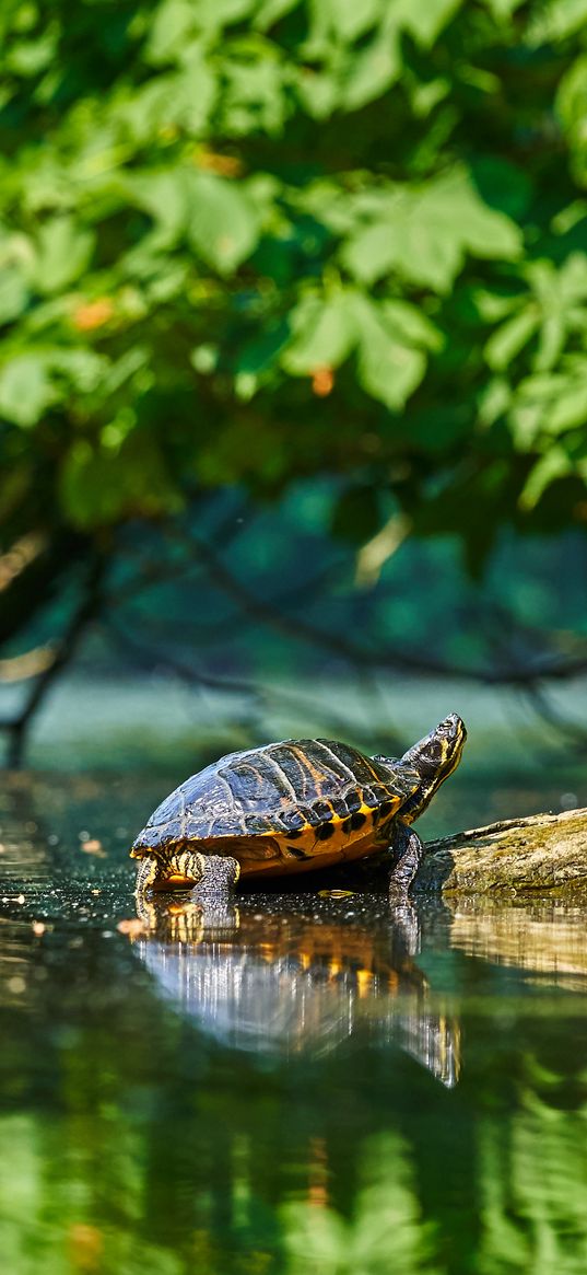 turtle, water, log, reflection