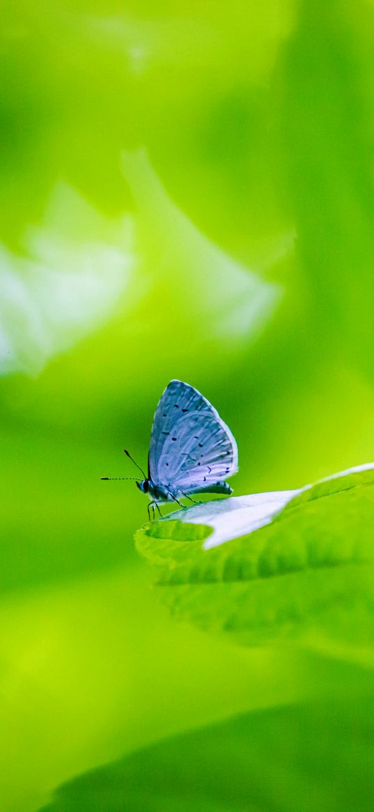 butterfly, insect, plant, leaf, macro