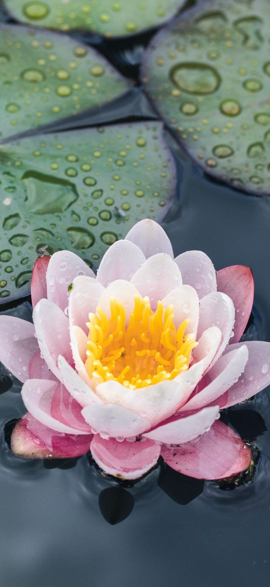 water lily, flower, petals, water