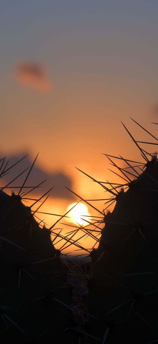 cacti, silhouettes, sun, sunset, dark