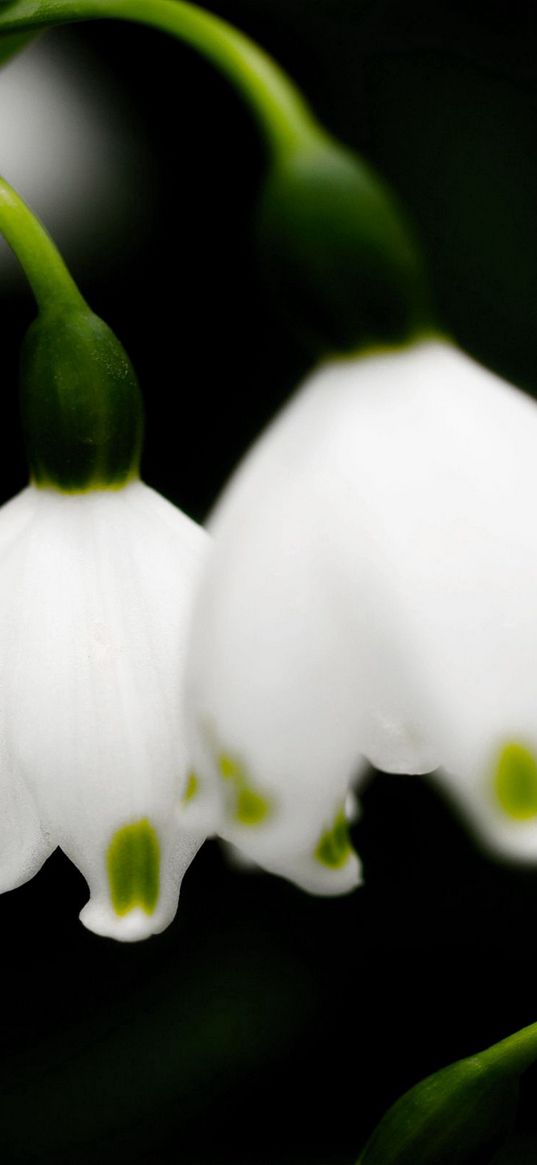 lilys of the valley, bells, close-up, spring