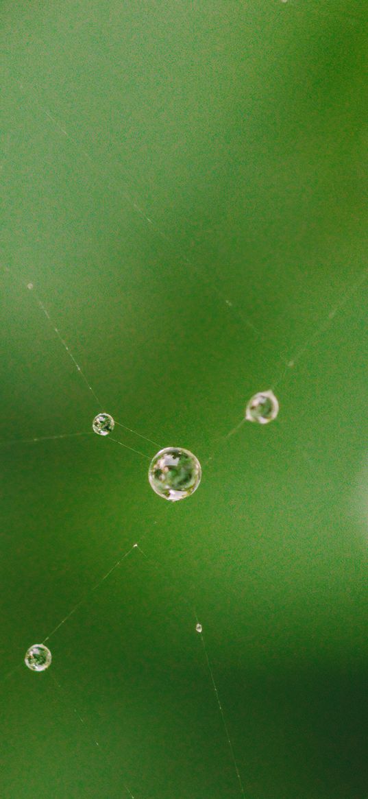 cobweb, drops, water, macro, green