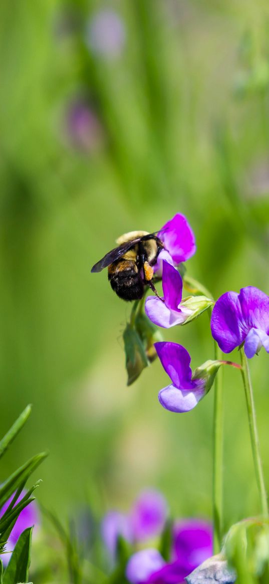 bumblebee, flowers, plants, macro