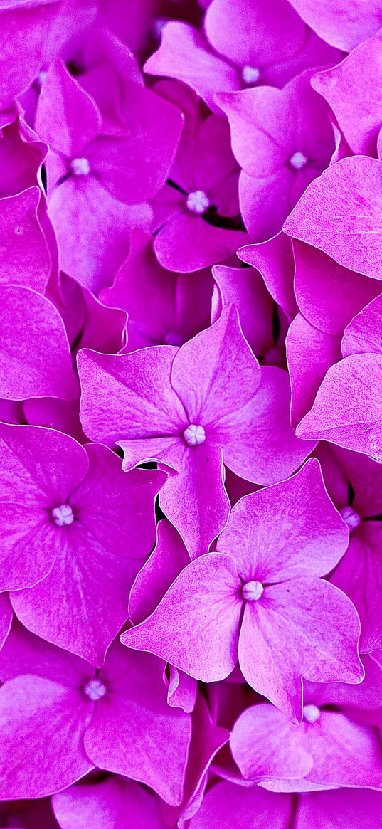 hydrangea, flowers, petals, macro