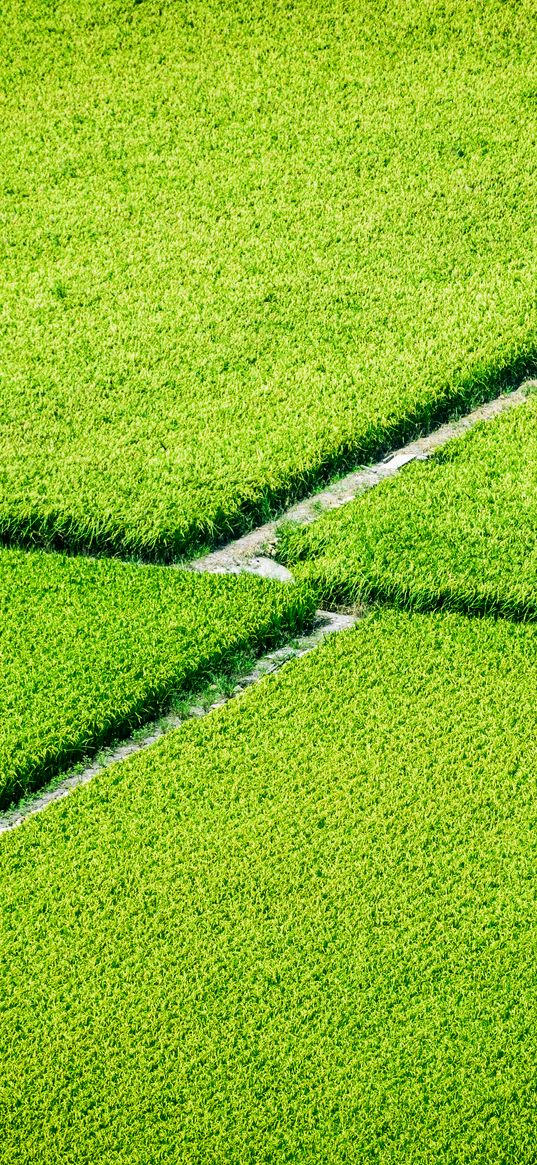 plantation, field, greenery, aerial view