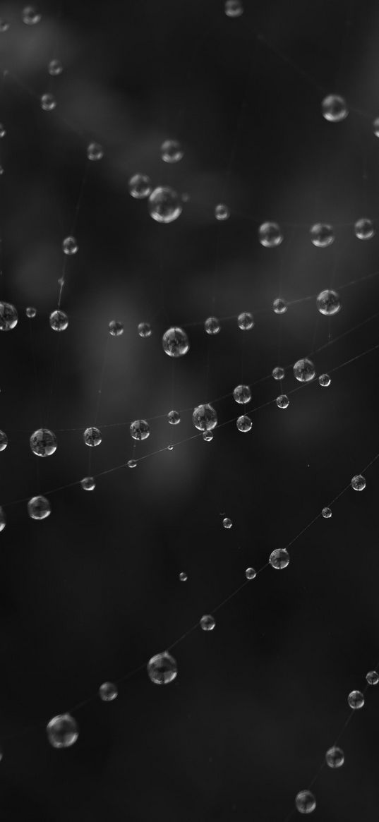 cobweb, water, drops, black and white