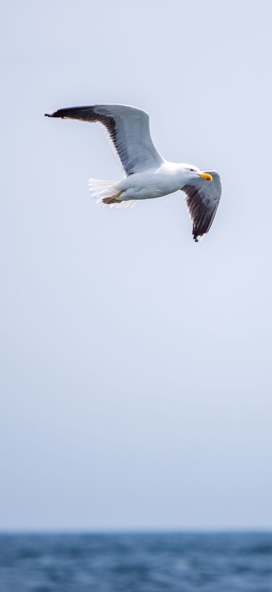 seagull, bird, flight, sky, water