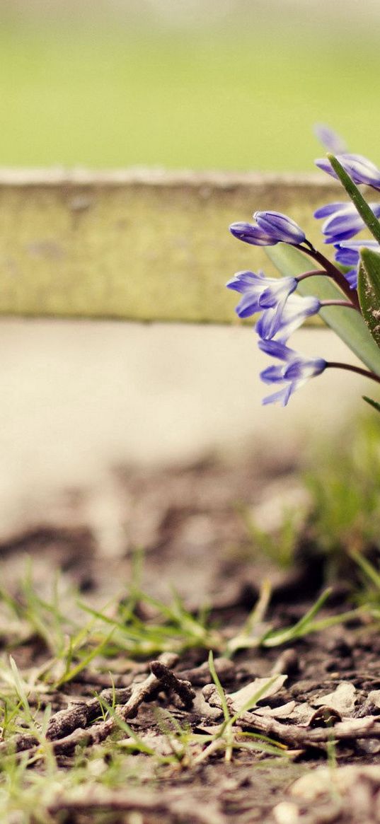 flowers, spring, twigs, soil, grass