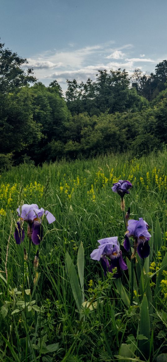 irises, flowers, plants, grass, field