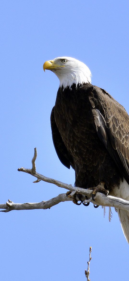 eagle, bird, branches, tree, watching, wildlife