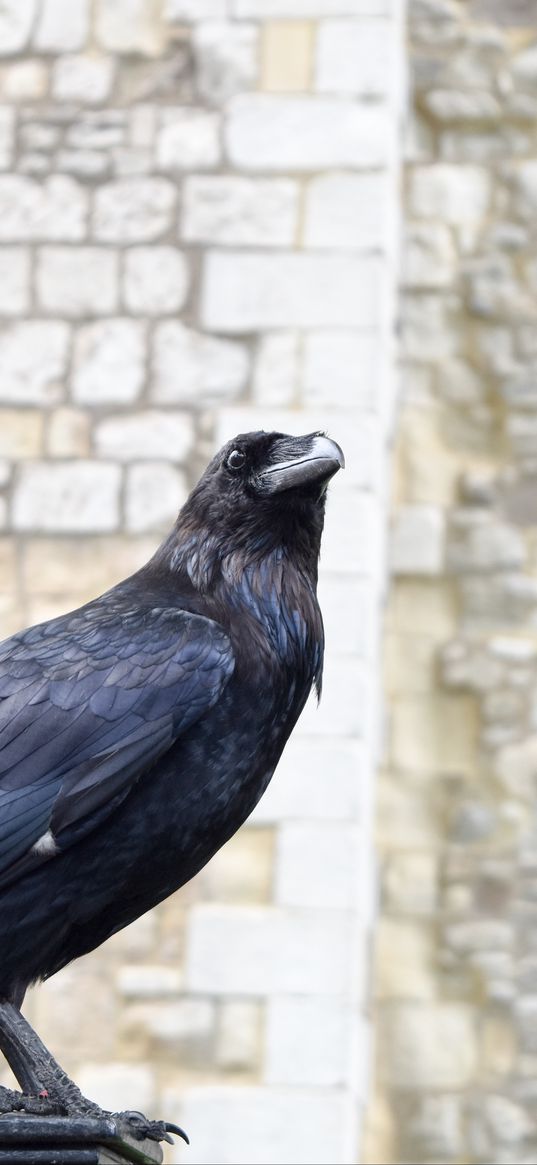 raven, bird, feathers, watching