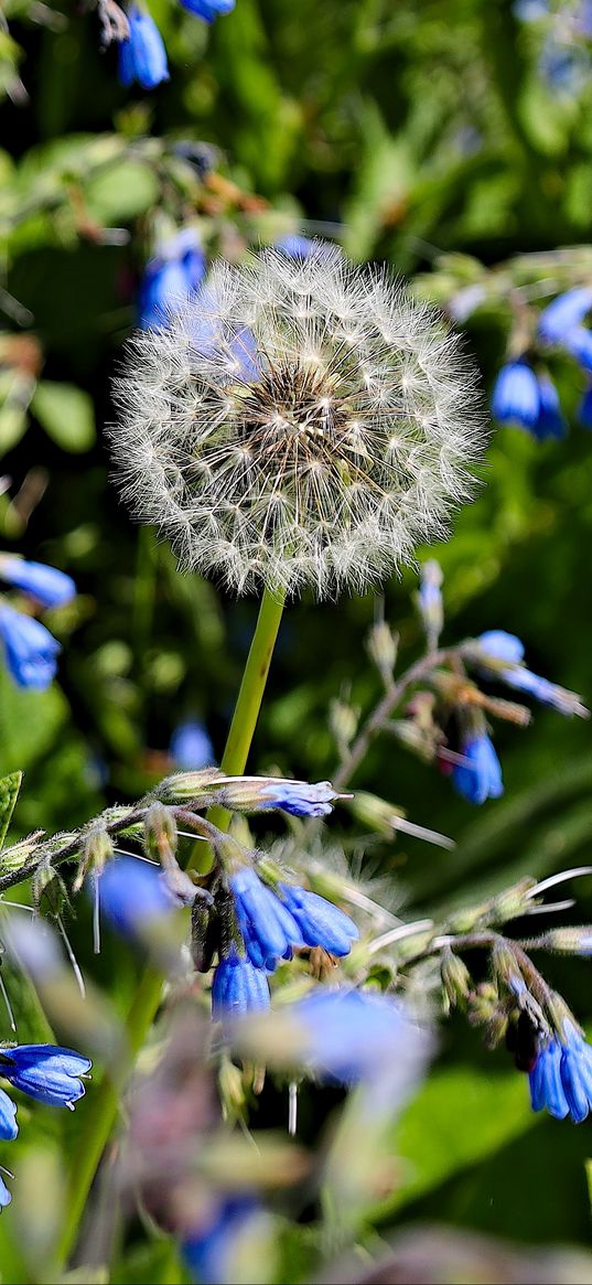 dandelion, flowers, plants, macro