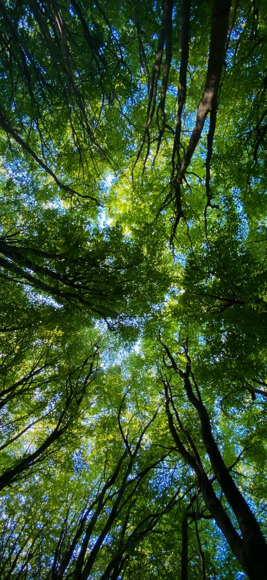 forest, trees, nature, bottom view