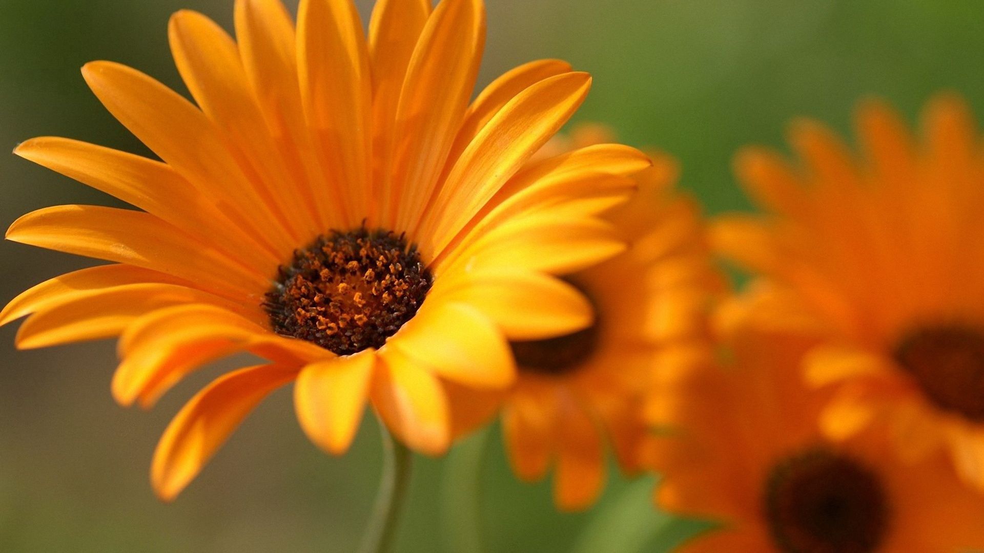 gerbera, flowers, orange, close-up