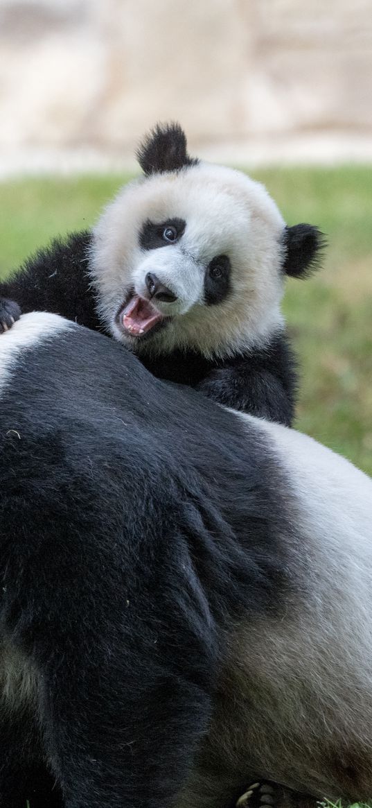 pandas, animals, glance, fluffy, cub