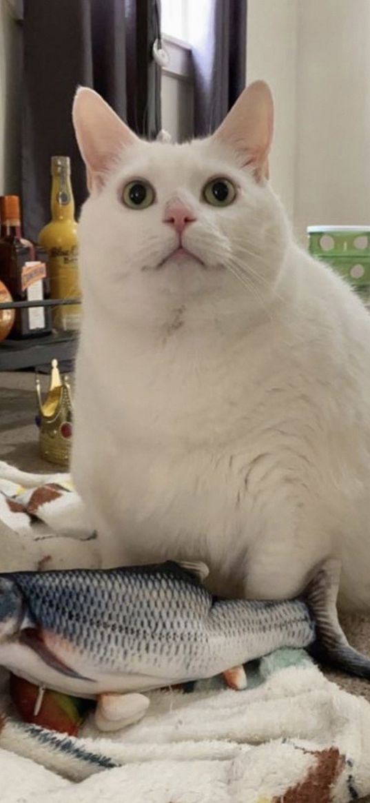 king duncan, fat cat, cat, glance, pet