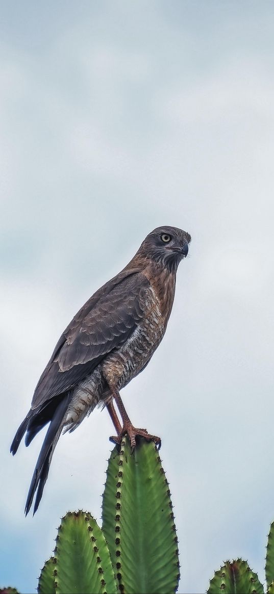 sparrowhawk, bird, cacti, plants, wildlife