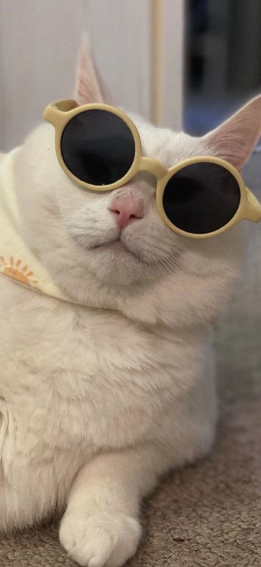 king duncan, fat cat, cat, sunglasses, funny