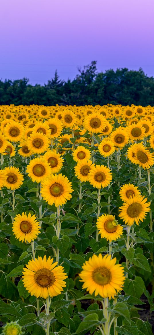 sunflowers, flowers, field, nature