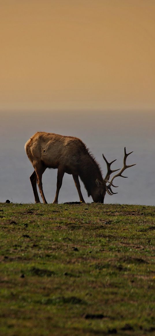 elk, antler, animal, field, wildlife