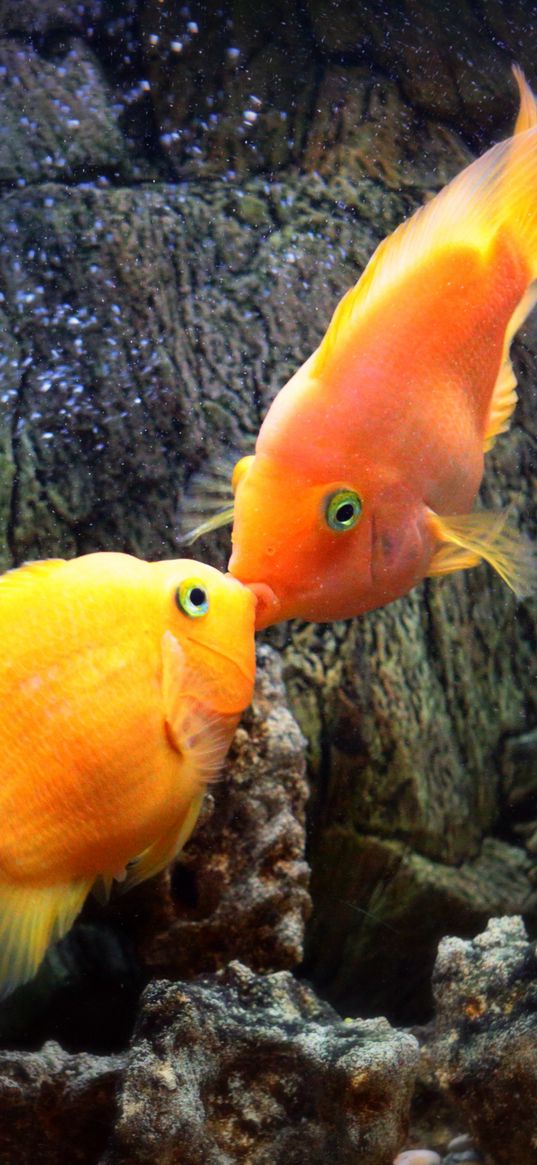 fish, kiss, underwater, water