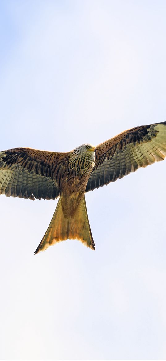 kite, bird, flight, sky