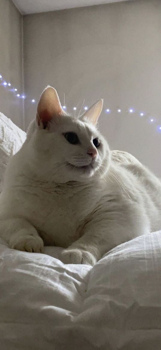 king duncan, fat cat, cat, glance, pet, white