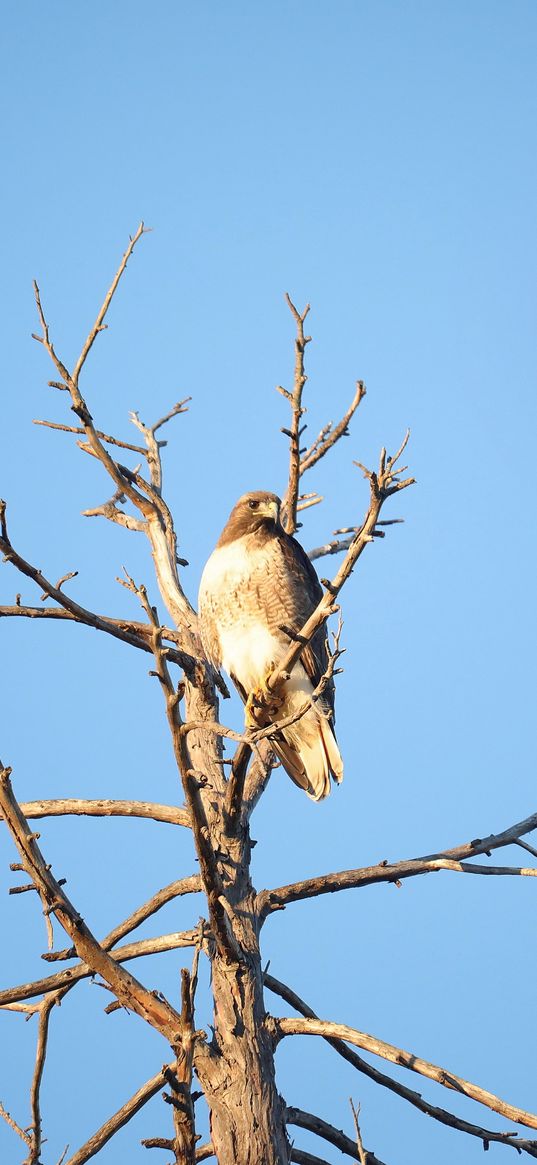 hawk, bird, tree, branches, watching, wildlife