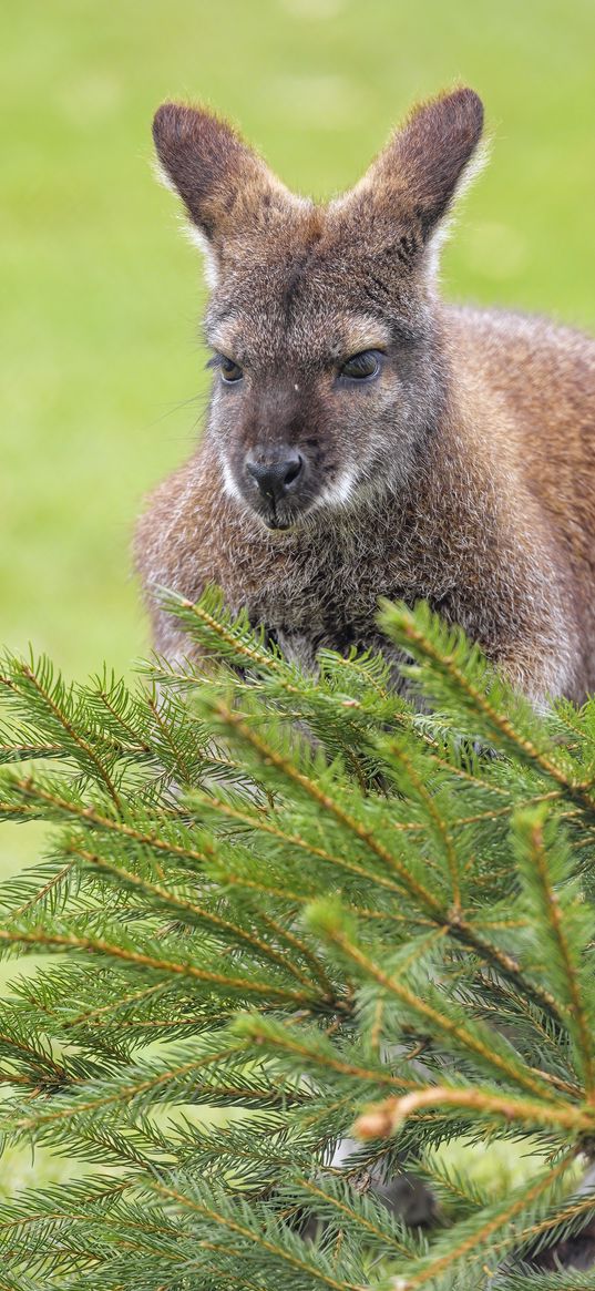 kangaroo, animal, glance, spruce, branches