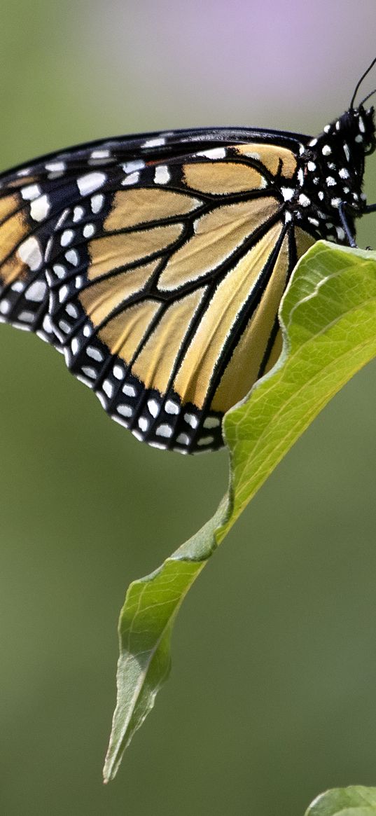 butterfly, insect, wings, leave, macro