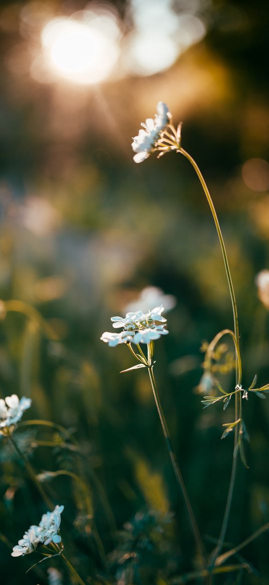 wild flowers, flowers, plants, macro