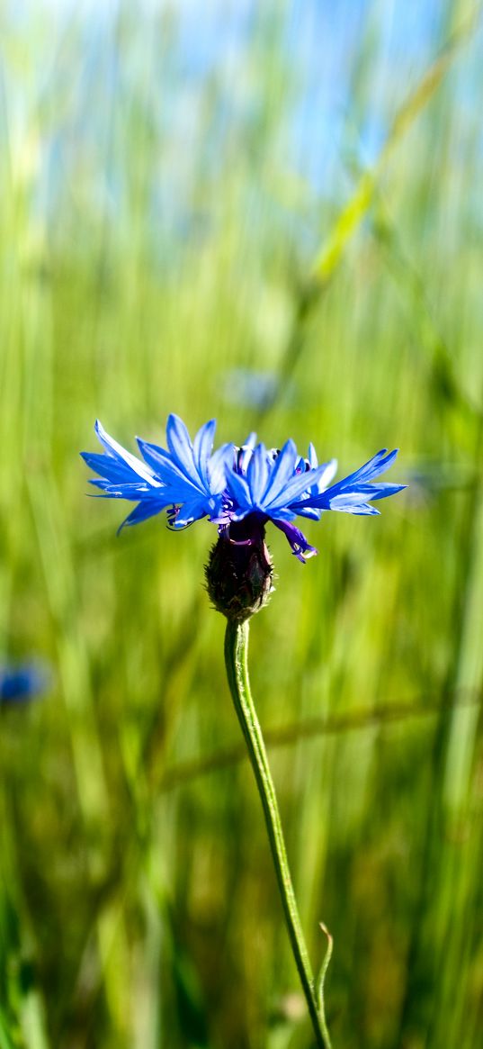 cornflower, flower, plant, macro