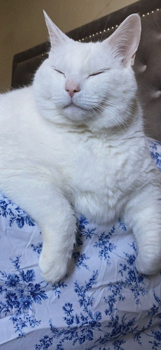 king duncan, fat cat, cat, animal, pet, white