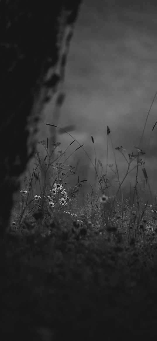 wild flowers, flowers, nature, black and white