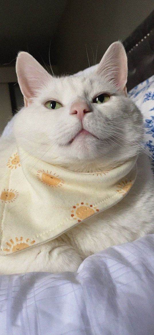 king duncan, fat cat, cat, bandana, pet, white