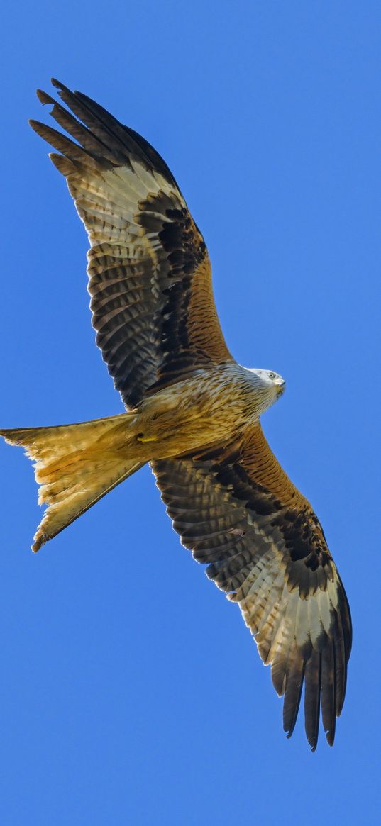 kite, bird, flight, sky, wildlife